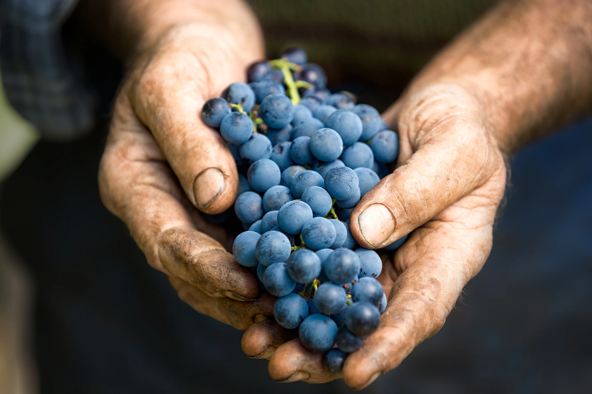 El caràcter d'un vent, l'esperit d'una gent - D.O. Empordà - fotografia corporativa manos con racimo de uvas